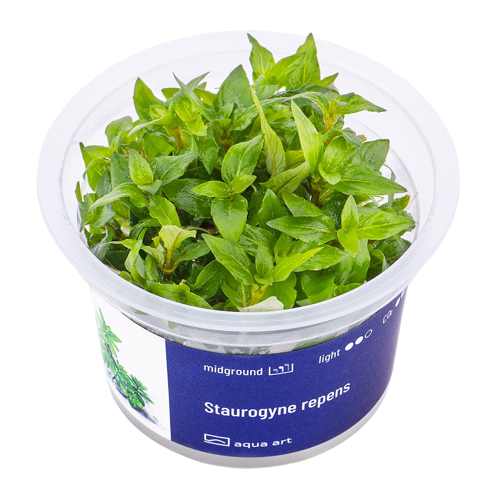Staurogyne Repens In Vitro Kubek.jpg